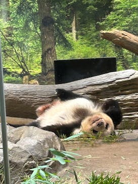 恩賜上野動物園に投稿された画像（2026/1/17）
