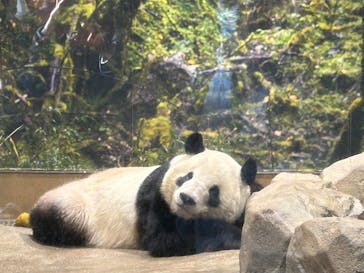 恩賜上野動物園に投稿された画像（2026/1/17）