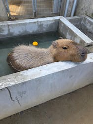 霞ケ浦 どうぶつとみんなのいえに投稿された画像（2026/1/17）