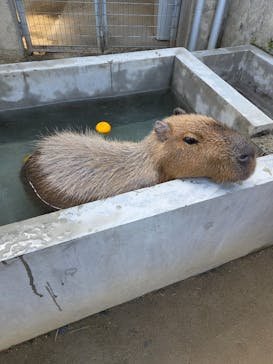霞ケ浦 どうぶつとみんなのいえに投稿された画像（2026/1/17）