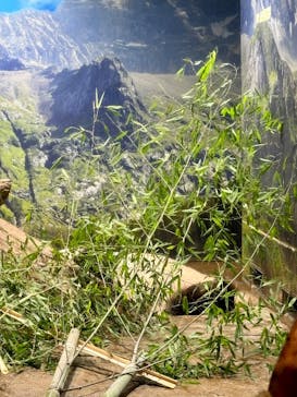 恩賜上野動物園に投稿された画像（2026/1/17）
