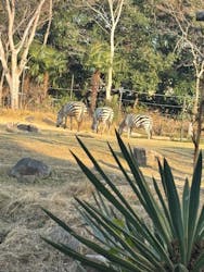 天王寺動物園に投稿された画像（2026/1/17）