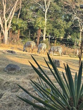 天王寺動物園に投稿された画像（2026/1/17）