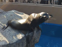 アクアワールド茨城県大洗水族館に投稿された画像（2026/1/17）