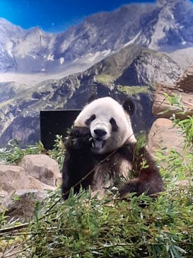 恩賜上野動物園に投稿された画像（2026/1/17）