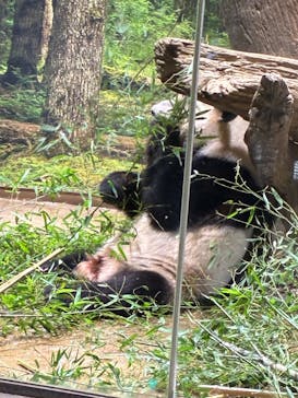 恩賜上野動物園に投稿された画像（2026/1/17）