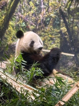恩賜上野動物園に投稿された画像（2026/1/17）