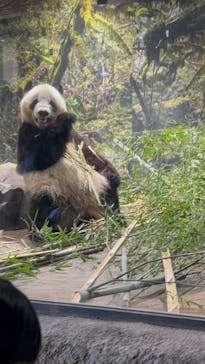 恩賜上野動物園に投稿された画像（2026/1/17）