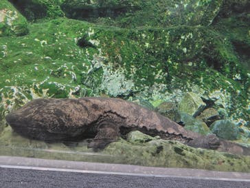 京都水族館に投稿された画像（2026/1/17）