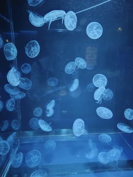 京都水族館に投稿された画像（2026/1/17）