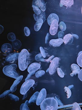 京都水族館に投稿された画像（2026/1/17）