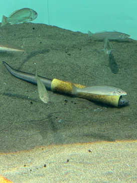 葛西臨海水族園に投稿された画像（2026/1/17）
