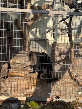 天王寺動物園に投稿された画像（2026/1/17）