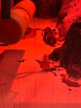 天王寺動物園に投稿された画像（2026/1/17）