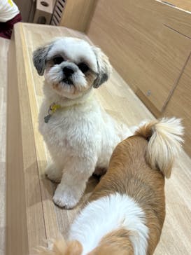 いぬカフェRio パークプレイス大分店に投稿された画像（2026/1/17）