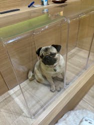 いぬカフェRio パークプレイス大分店に投稿された画像（2026/1/17）