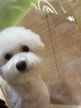 いぬカフェRio パークプレイス大分店に投稿された画像（2026/1/17）