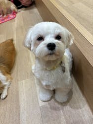 いぬカフェRio パークプレイス大分店に投稿された画像（2026/1/17）