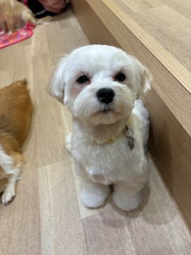 いぬカフェRio パークプレイス大分店に投稿された画像（2026/1/17）