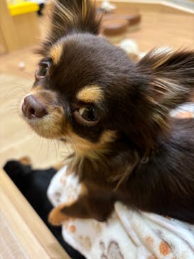 いぬカフェRio パークプレイス大分店に投稿された画像（2026/1/17）