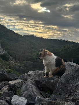 今帰仁城跡に投稿された画像（2026/1/17）