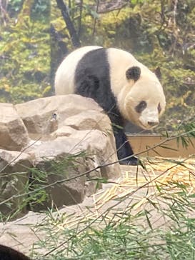 恩賜上野動物園に投稿された画像（2026/1/17）