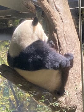 恩賜上野動物園に投稿された画像（2026/1/17）