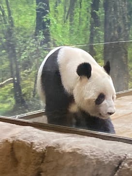 恩賜上野動物園に投稿された画像（2026/1/17）