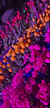 江の島シーキャンドルに投稿された画像（2026/1/17）