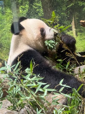 恩賜上野動物園に投稿された画像（2026/1/17）