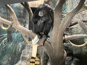 天王寺動物園に投稿された画像（2026/1/17）