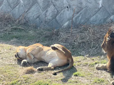 多摩動物公園に投稿された画像（2026/1/17）