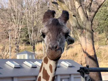 多摩動物公園に投稿された画像（2026/1/17）