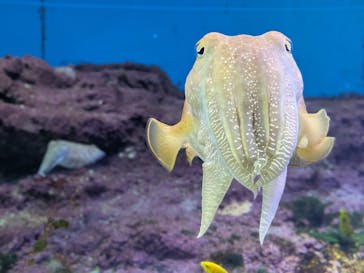 沖縄美ら海水族館に投稿された画像（2026/1/17）