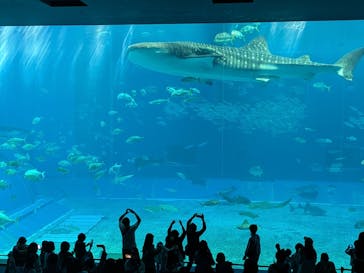 沖縄美ら海水族館に投稿された画像（2026/1/17）