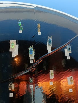 特別展「昆虫MANIAC」（名古屋会場）に投稿された画像（2026/1/17）