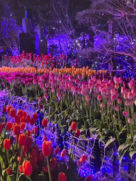 江の島シーキャンドルに投稿された画像（2026/1/17）