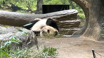 恩賜上野動物園に投稿された画像（2026/1/17）