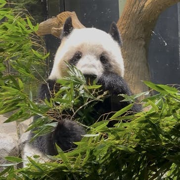 恩賜上野動物園に投稿された画像（2026/1/17）
