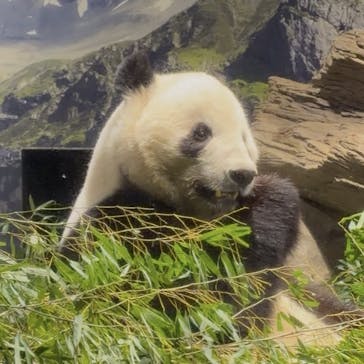 恩賜上野動物園に投稿された画像（2026/1/17）