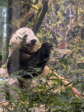 恩賜上野動物園に投稿された画像（2026/1/17）