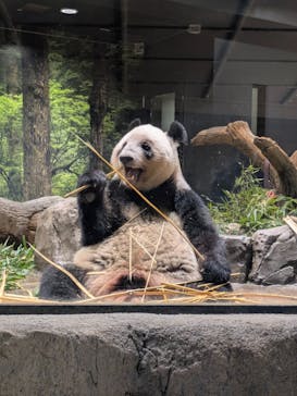 恩賜上野動物園に投稿された画像（2026/1/17）