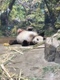 恩賜上野動物園に投稿された画像（2026/1/18）