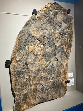 特別展「大絶滅展―生命史のビッグファイブ」に投稿された画像（2026/1/17）