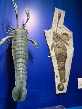 特別展「大絶滅展―生命史のビッグファイブ」に投稿された画像（2026/1/17）