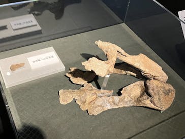 特別展「大絶滅展―生命史のビッグファイブ」に投稿された画像（2026/1/17）