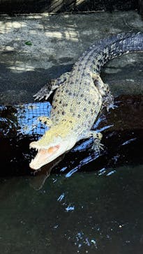 熱川バナナワニ園に投稿された画像（2026/1/17）