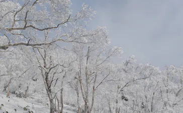 星野リゾート　トマムスキー場に投稿された画像（2026/1/17）