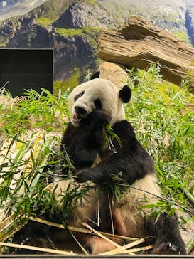 恩賜上野動物園に投稿された画像（2026/1/17）