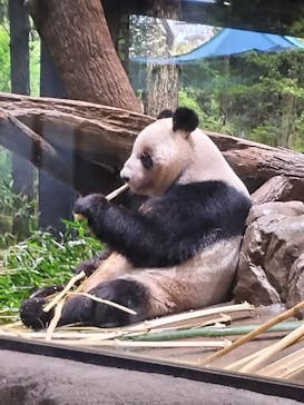 恩賜上野動物園に投稿された画像（2026/1/17）
